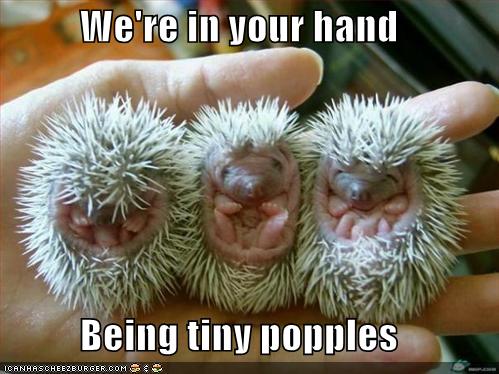 We're in your hand Being tiny popples